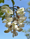 Robinia pseudoacacia | Black & Yellow Locust | False Acacia | 10_Seeds