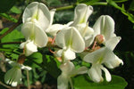 Robinia pseudoacacia | Black & Yellow Locust | False Acacia | 10_Seeds