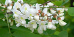 Robinia pseudoacacia | Black & Yellow Locust | False Acacia | 10_Seeds