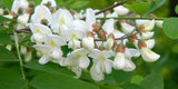 Robinia pseudoacacia | Black & Yellow Locust | False Acacia | 10_Seeds
