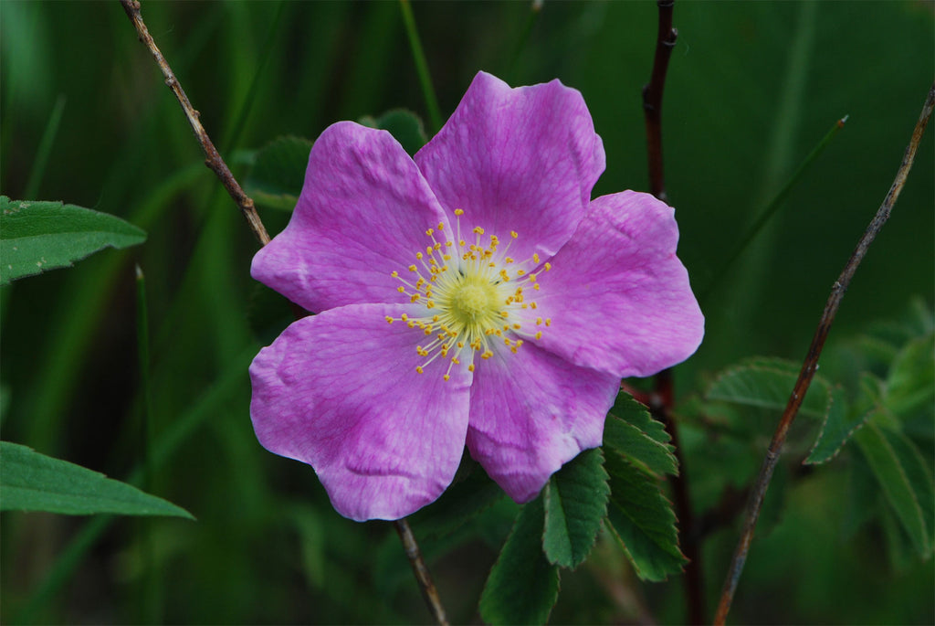 wild prairie rose seeds Rosa arkansana | Wild Roser | Arkansas Prairie Wild Rose