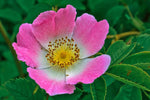 Rosa arkansana | Wild Roser | Arkansas Prairie Wild Rose | 20_Seeds