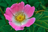 Rosa arkansana | Wild Roser | Arkansas Prairie Wild Rose | 20_Seeds