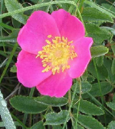 wild prairie rose seeds Rosa arkansana | Wild Roser | Arkansas Prairie Wild Rose