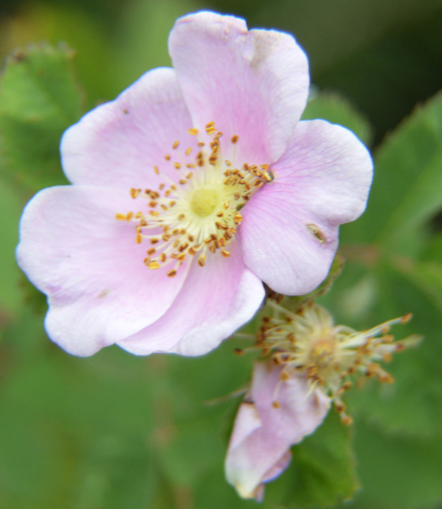 Calafornia Roses Rosa californica | California Wildrose | 10_Seeds – Butterfly Garden Seeds