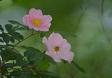 Rosa palustris | Swamp, Willow Leaved, and Hudson Rose | 20_Seeds