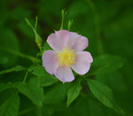 Rosa palustris | Swamp, Willow Leaved, and Hudson Rose | 20_Seeds