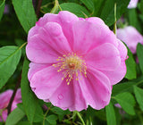 Rosa palustris | Swamp, Willow Leaved, and Hudson Rose | 20_Seeds