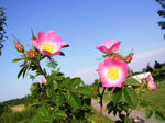 Rosa rubiginosa | Wild Rose | Common Sweet Briar | Double White Hip | 20_Seeds