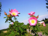 Rosa rubiginosa | Wild Rose | Common Sweet Briar | Double White Hip | 20_Seeds