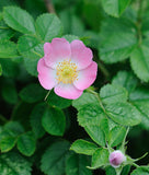 Rosa rubiginosa | Wild Rose | Common Sweet Briar | Double White Hip | 20_Seeds