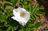 Rosa rugosa Alba | White Japanese Rose | 10_Seeds