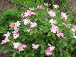Rosa rugosa Pink | Beach, Japanese, Ramanas, and Saltspray Rose | 20_Seeds