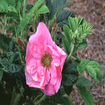 Rosa rugosa Pink | Beach, Japanese, Ramanas, and Saltspray Rose | 20_Seeds