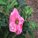 Rosa rugosa Pink | Beach, Japanese, Ramanas, and Saltspray Rose | 20_Seeds