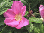 Rosa rugosa Pink | Beach, Japanese, Ramanas, and Saltspray Rose | 20_Seeds