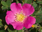 Rosa woodsii | Wild Mountain Woods Rose | 20_Seeds