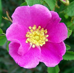 Rosa woodsii | Wild Mountain Woods Rose | 20_Seeds