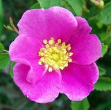 Rosa woodsii | Wild Mountain Woods Rose | 20_Seeds