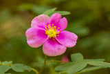 Rosa woodsii | Wild Mountain Woods Rose | 20_Seeds