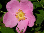 Rosa woodsii | Wild Mountain Woods Rose | 20_Seeds