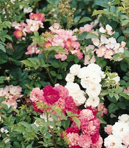 rosa chinensis seeds Rosa chinensis Angel Wings | Miniature Rose