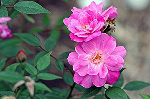 rosa chinensis seeds Rosa chinensis Angel Wings | Miniature Rose