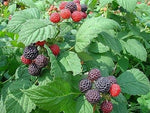 Rubus leucodermis | Black Raspberry | 20_Seeds