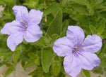 Ruellia humilis | Fringeleaf Wild Hairy Petunia | 50_Seeds