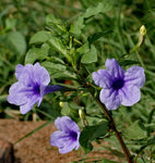 Ruellia tuberosa | Feverroot | Iron Root | Meadow Weed | Minnieroot | 20_Seeds