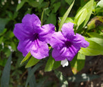 Ruellia tuberosa | Feverroot | Iron Root | Meadow Weed | Minnieroot | 20_Seeds
