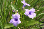 Ruellia tuberosa | Feverroot | Iron Root | Meadow Weed | Minnieroot | 20_Seeds