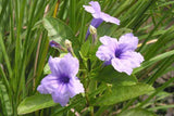 Ruellia tuberosa | Feverroot | Iron Root | Meadow Weed | Minnieroot | 20_Seeds