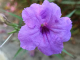 Ruellia tuberosa | Feverroot | Iron Root | Meadow Weed | Minnieroot | 20_Seeds