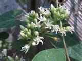 Cynanchum laeve | Sand Vine | Blue Vined Milkweed | 10_Seeds