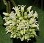 Cynanchum laeve | Sand Vine | Blue Vined Milkweed | 10_Seeds
