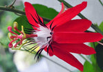 Passiflora vitifolia Hybrid x coccinea | Scarlet Flame | 20_Seeds