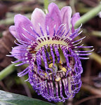Passiflora seemannii | Seemanns Passion Flower | 5_Seeds