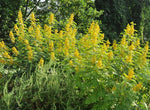 Senna marilandica | Maryland Senna | Wild Senna | 50_Seeds