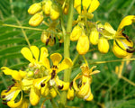 Senna marilandica | Maryland Senna | Wild Senna | 50_Seeds