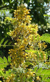 Senna marilandica | Maryland Senna | Wild Senna | 50_Seeds
