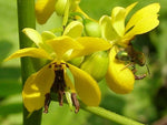 Senna marilandica | Maryland Senna | Wild Senna | 50_Seeds