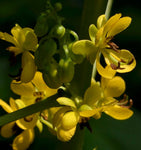 Senna marilandica | Maryland Senna | Wild Senna | 50_Seeds