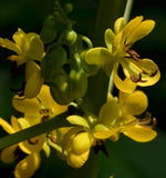 Senna marilandica | Maryland Senna | Wild Senna | 50_Seeds