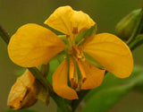 Senna occidentalis | Coffee Senna | Stinking Weed | 50_Seeds