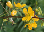 Senna occidentalis | Coffee Senna | Stinking Weed | 50_Seeds