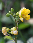 Senna occidentalis | Coffee Senna | Stinking Weed | 50_Seeds