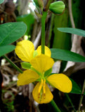 Senna occidentalis | Coffee Senna | Stinking Weed | 50_Seeds