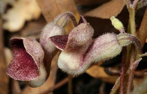 buy virginia snake root plants Aristolochia serpentaria | Virginia Black Snakeroot