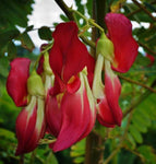 Sesbania grandiflora | Vegetable Hummingbird | Agati | Baby Boots | 10_Seeds